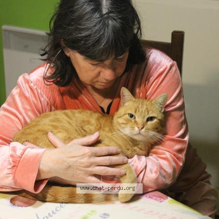 Photo 1/1 MIMI Chat lost in Salies de bearn