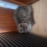 Picture of cat found at Verneuil Sur Seine