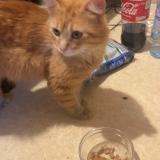 Picture of cat found at Tourcoing