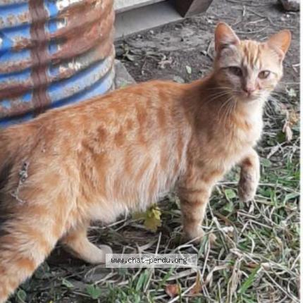 Photo 1/1 Sans nom Chat lost in Laval