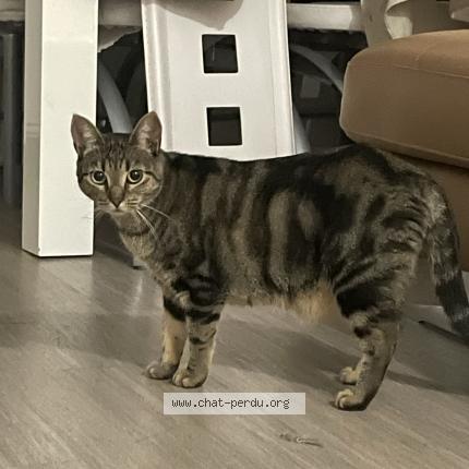 Photo 1/1 Rose Chat lost in Draguignan