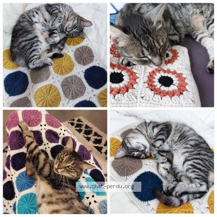 Photo 1/1 Pelotte Chat lost in Gerstheim