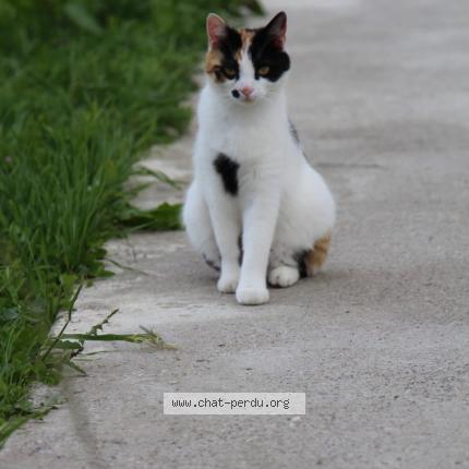 Photo 1/1 Nala Chat lost in Vienne