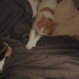 Picture of cat lost at Hirson