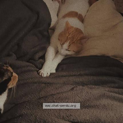 Photo 1/1 Rom&eacute;o Chat lost in Hirson