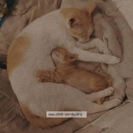 Photo 1/1 Maya Chat lost in Hirson