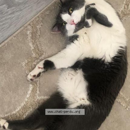 Photo 1/2 Guizmo Chat lost in Bezons