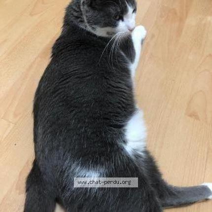 Photo 2/2 Guizmo Chat lost in Bezons