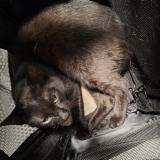 Picture of cat found at Schaerbeek