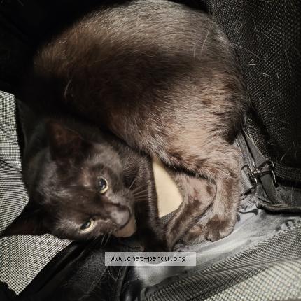 Photo 1/1 Found cat Found in Schaerbeek