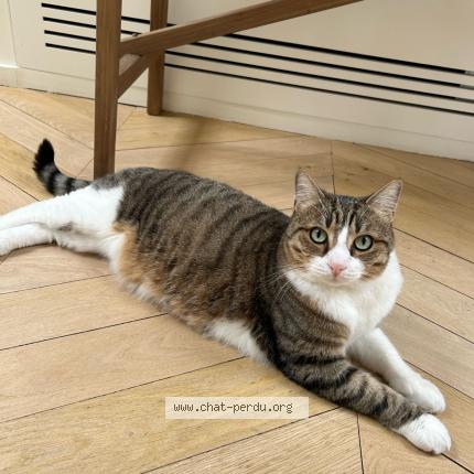 Photo 1/1 Gollum Chat lost in Lecci