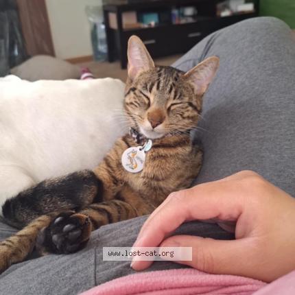 Photo 1/1 Starts with N Chat lost in Plainfield