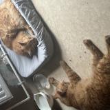 Picture of cat found at Tourcoing