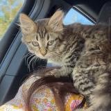 Picture of cat lost at Sanvignes Les Mines