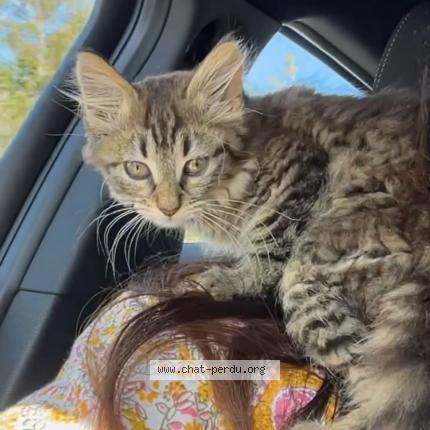 Photo 1/1 Mamouche Chat lost in Sanvignes les mines