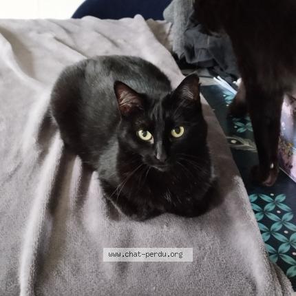 Photo 1/1 Mimine Chat lost in Chevry en sereine