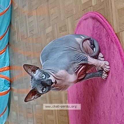 Photo 1/1 BEERUS Chat lost in Merlebach