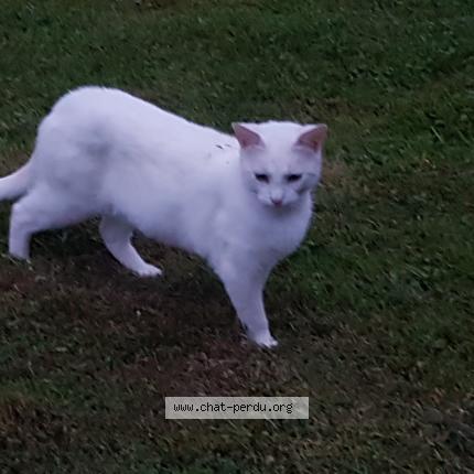 Photo 1/1 Found cat Found in Noues de sienne