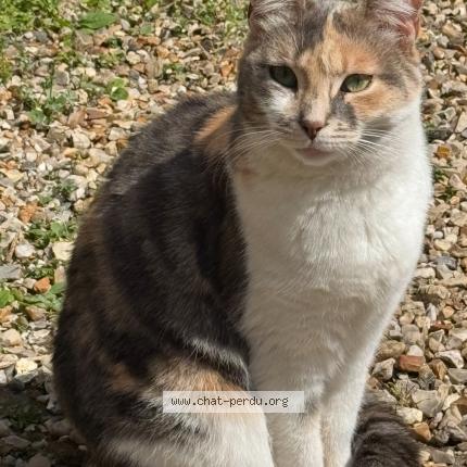 Photo 1/1 MISSAT Chat lost in Bernay