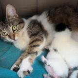 Picture of cat lost at Torcy