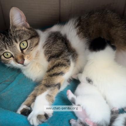 Photo 1/2 Choupette Chat lost in Torcy