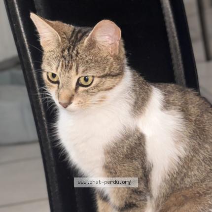 Photo 2/2 Choupette Chat lost in Torcy