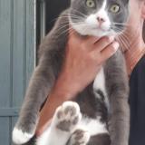 Picture of cat lost at Aigueze