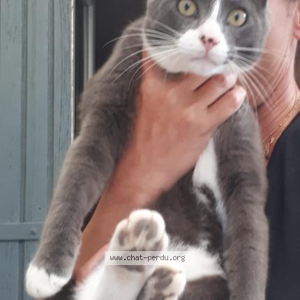 Photo 1/1 Asco Chat lost in Aigueze