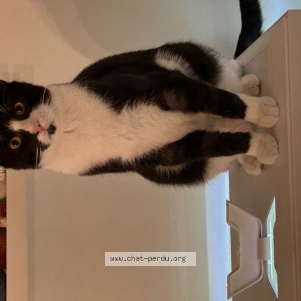 Photo 1/1 Fury Chat lost in Labastide villefranche