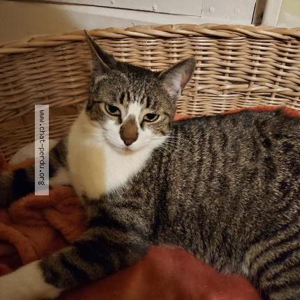 Photo 1/1 Teacup Chat lost in Dampierre en crot