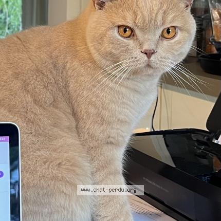 Photo 1/1 Rosso Martin Dupont Chat lost in Lege cap ferret