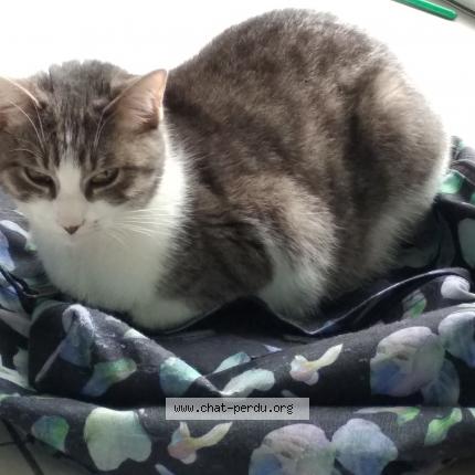 Photo 1/1 Moon Chat lost in Mauves sur loire