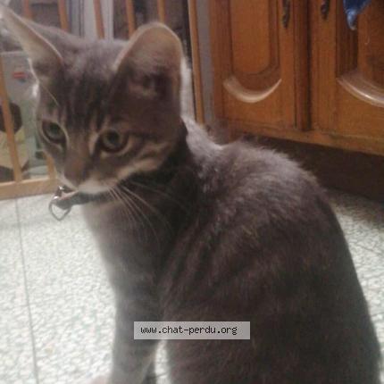 Photo 1/1 Found cat Found in Loos en gohelle