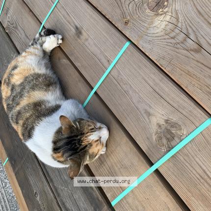 Photo 1/1 Found cat Found in Orvault