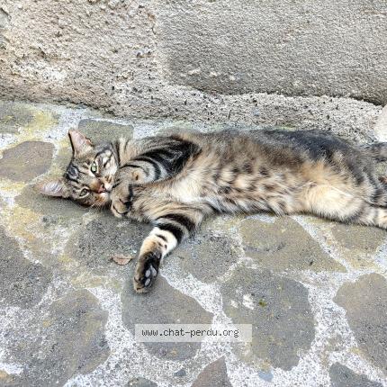 Photo 1/1 Cat reunited Found in Le puy en velay