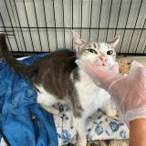 Picture of cat found at Tourcoing