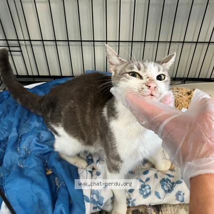 Photo 1/1 Found cat Found in Tourcoing