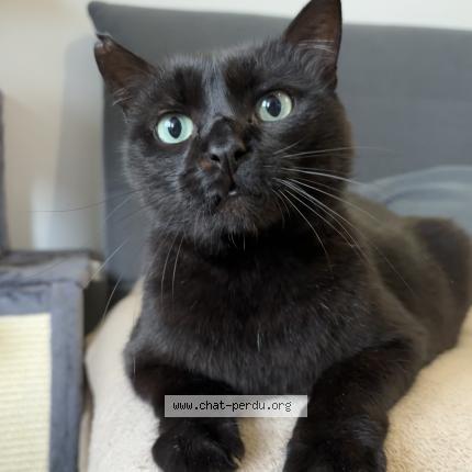 Photo 1/1 Omar Chat lost in Sainte foy