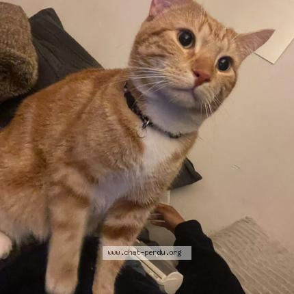 Photo 1/1 bailey Chat lost in Longueuil