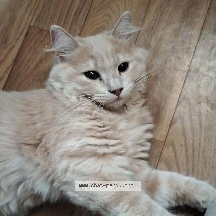 Photo 1/1 Yonyon Chat lost in Rlabure