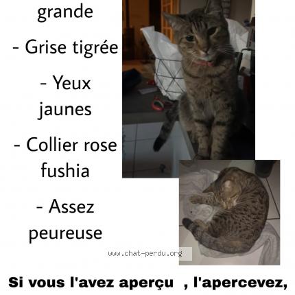 Photo 1/1 Mousse Chat lost in Bessey