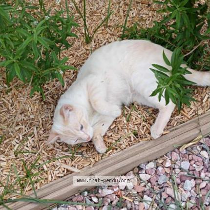 Photo 1/1 Comette Chat lost in Lanzac