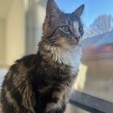 Picture of cat lost at Heric