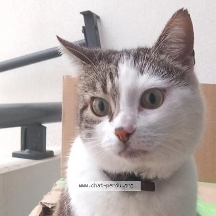 Photo 1/1 Didi Chat lost in Begles