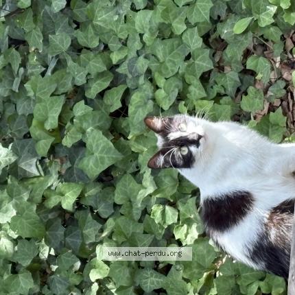 Photo 1/1 Found cat Found in Lege cap ferret