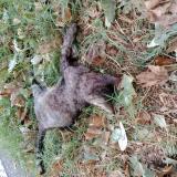 Picture of cat found at Carpentras