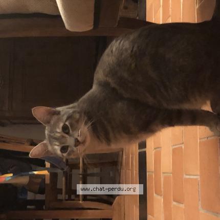 Photo 1/1 Mao Chat lost in Angers