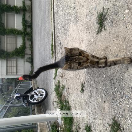 Photo 1/1 Found cat Found in Sion