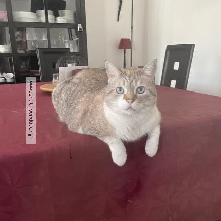 Photo 1/1 Chamaleau Chat lost in Saint sulpice de royan