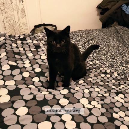 Photo 1/1 Belzebuth Chat lost in Saint genouph